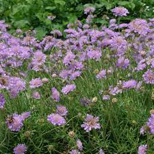 Image result for Scabiosa col.`Butterfly Blue`