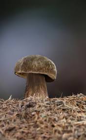 Attēlu rezultāti vaicājumam “Porphyrellus porphyrosporus”