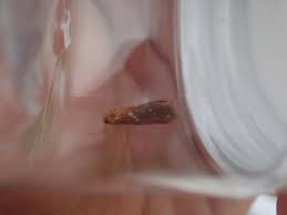 Attēlu rezultāti vaicājumam “Edwardsiana geometrica”