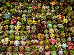 Attēlu rezultāti vaicājumam “Jovibarba globifera bud”