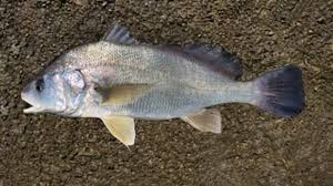 Image result for Aplodinotus grunniens