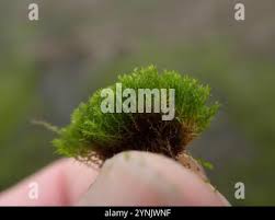 Attēlu rezultāti vaicājumam “Bryoerythrophyllum recurvirostrum”