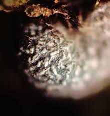 Attēlu rezultāti vaicājumam “Physarum leucophaeum stalked”