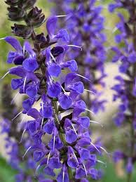 Attēlu rezultāti vaicājumam “Salvia nemorosa flower”