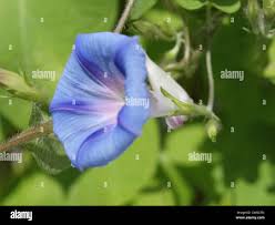 Image result for Prunkwinde