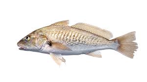 Image result for Leiostomus xanthurus