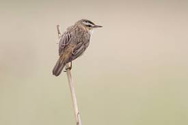 Attēlu rezultāti vaicājumam “Acrocephalus schoenobaenus adult”