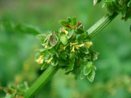Attēlu rezultāti vaicājumam “Rumex obtusifolius flower”