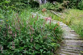Attēlu rezultāti vaicājumam “Bistorta major fruit”