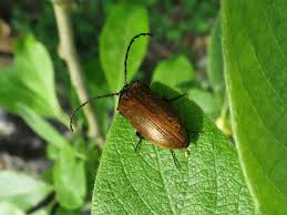 Attēlu rezultāti vaicājumam “Pseudocistela ceramboides”