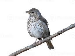 Attēlu rezultāti vaicājumam “Turdus philomelos”