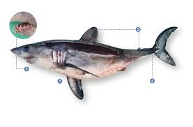 Image result for Lamna nasus