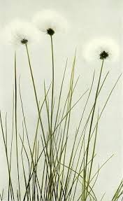 Attēlu rezultāti vaicājumam “Eriophorum gracile leaf”