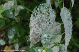 Attēlu rezultāti vaicājumam “Erysiphe galeopsidis”