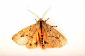 Attēlu rezultāti vaicājumam “Spilosoma sp.”