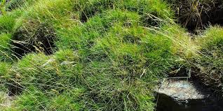 Attēlu rezultāti vaicājumam “Festuca rubra subsp. rubra fruit”