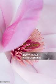 Attēlu rezultāti vaicājumam “Magnolia cylindrica”