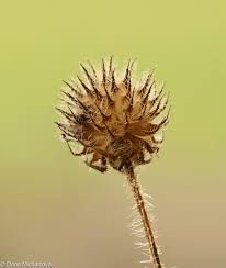 Image result for Dipsacus pilosus