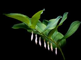 Attēlu rezultāti vaicājumam “Polygonatum odoratum”