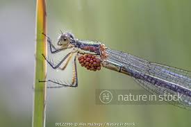 Attēlu rezultāti vaicājumam “Lestes dryas female”