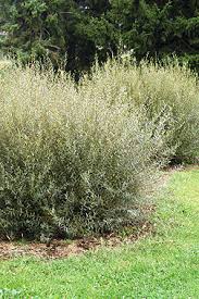 Attēlu rezultāti vaicājumam “Salix purpurea”