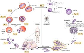 Attēlu rezultāti vaicājumam “Dianema depressum plasmodium”