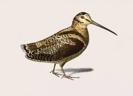 Attēlu rezultāti vaicājumam “Scolopax rusticola juvenile”