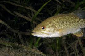 Image result for Micropterus dolomieu