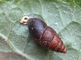 Attēlu rezultāti vaicājumam “Ena montana”