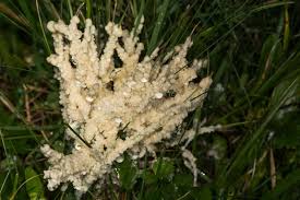 Attēlu rezultāti vaicājumam “Didymiaceae”