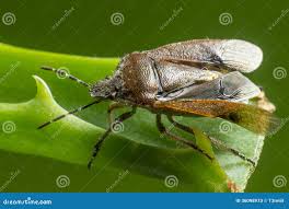 Attēlu rezultāti vaicājumam “Coreus marginatus”