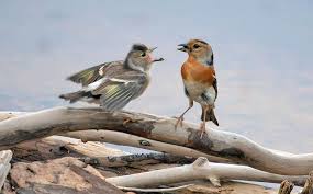 Attēlu rezultāti vaicājumam “Fringilla montifringilla”