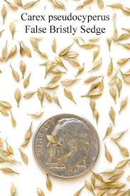 Attēlu rezultāti vaicājumam “Carex pseudocyperus fruit”