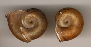 Attēlu rezultāti vaicājumam “Planorbidae”