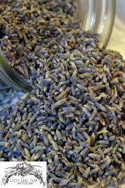 Attēlu rezultāti vaicājumam “Lavandula angustifolia bud”