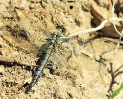 Attēlu rezultāti vaicājumam “Orthetrum cancellatum male”