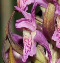 Attēlu rezultāti vaicājumam “Dactylorhiza ochroleuca”