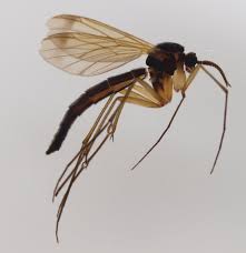 Attēlu rezultāti vaicājumam “Mycetophilidae”