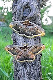 Attēlu rezultāti vaicājumam “Saturnia pavonia female”