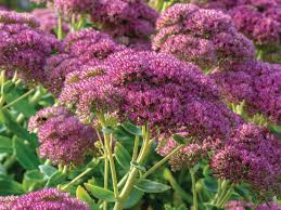 Attēlu rezultāti vaicājumam “Hylotelephium maximum flower”