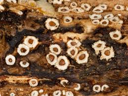 Attēlu rezultāti vaicājumam “Stictis”