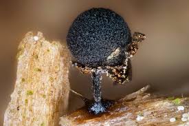 Attēlu rezultāti vaicājumam “Physarum orbis macro”