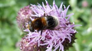 Attēlu rezultāti vaicājumam “Eristalis sp.”