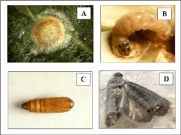 Attēlu rezultāti vaicājumam “Cydia pomonella”