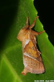 Attēlu rezultāti vaicājumam “Hepialus sylvina female”