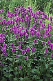 Attēlu rezultāti vaicājumam “Stachys officinalis”