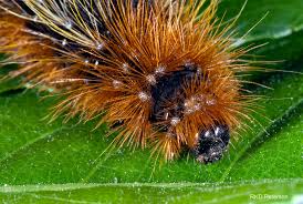 Attēlu rezultāti vaicājumam “Arctia caja larva”