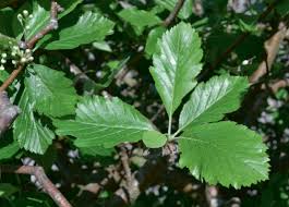 Attēlu rezultāti vaicājumam “Sorbus intermedia leaf”