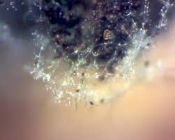 Attēlu rezultāti vaicājumam “Lamproderma arcyrioides macro”