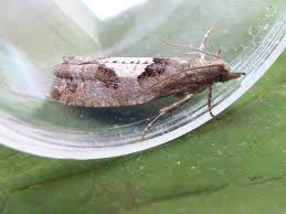 Attēlu rezultāti vaicājumam “Epinotia brunnichana”